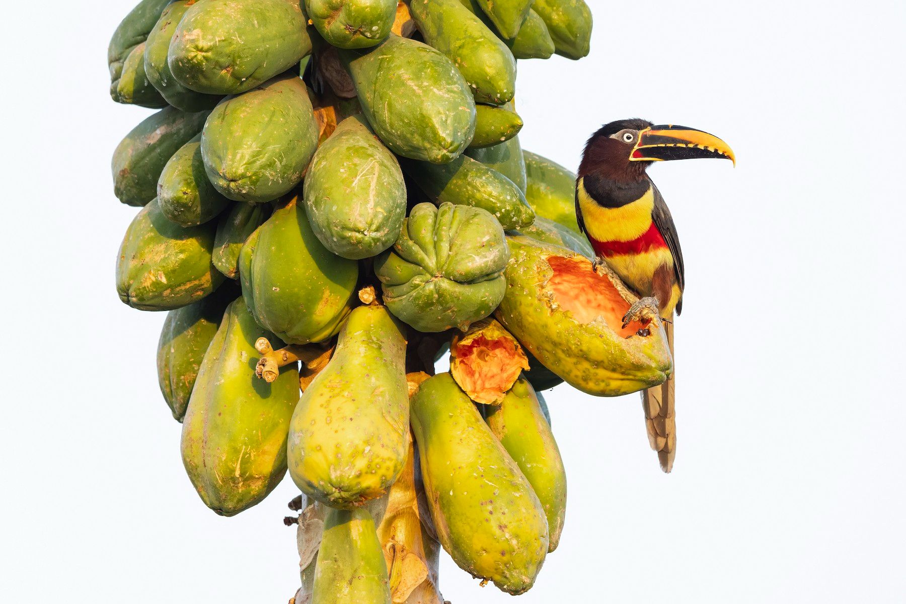 Bird's of the World