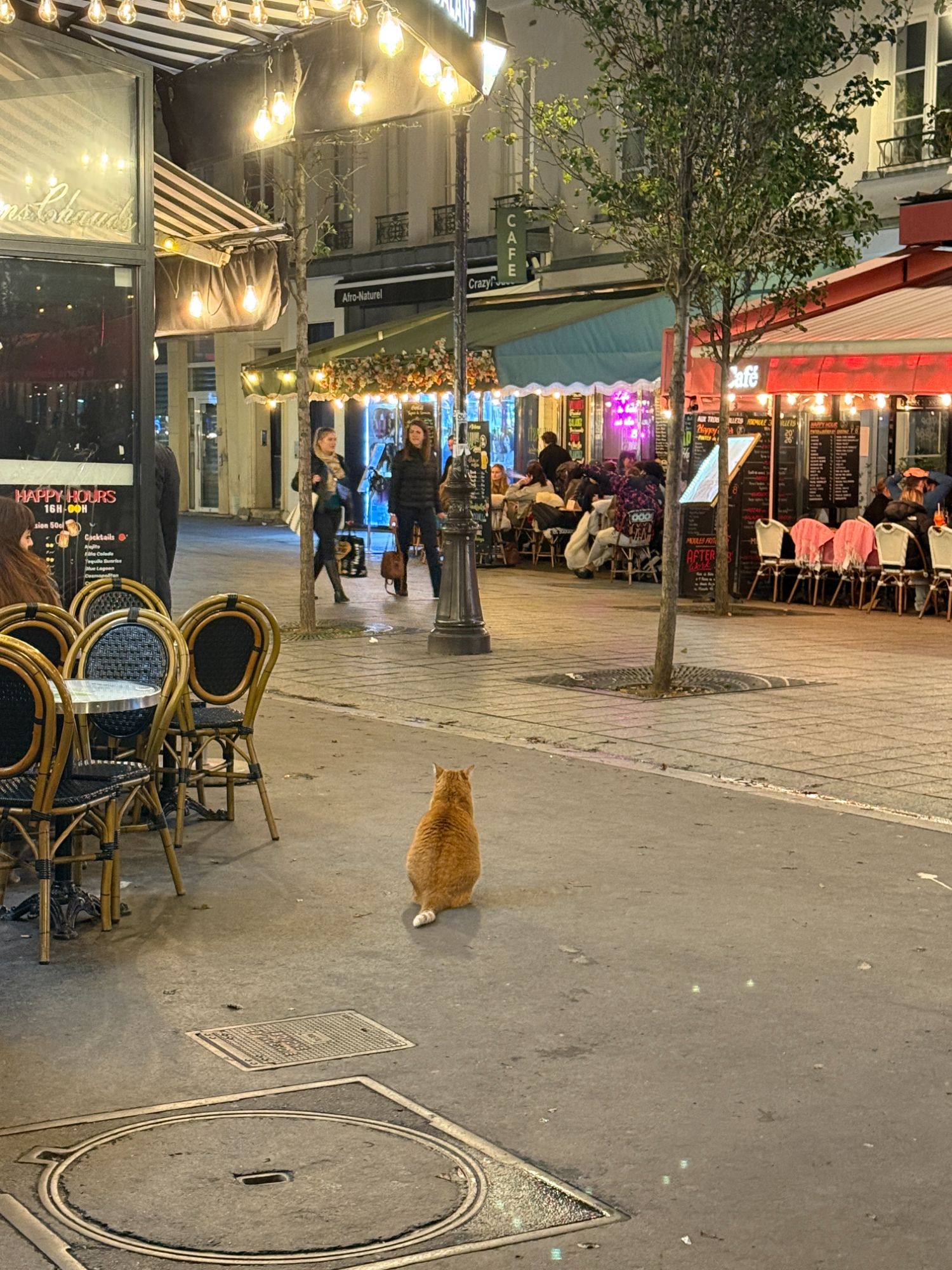 Cats and Dogs