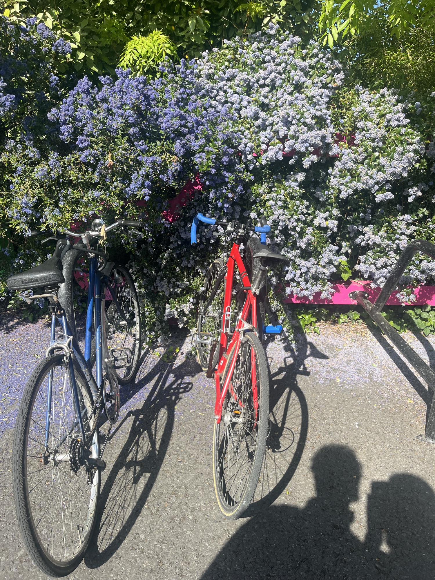 🚲 edition kinda
