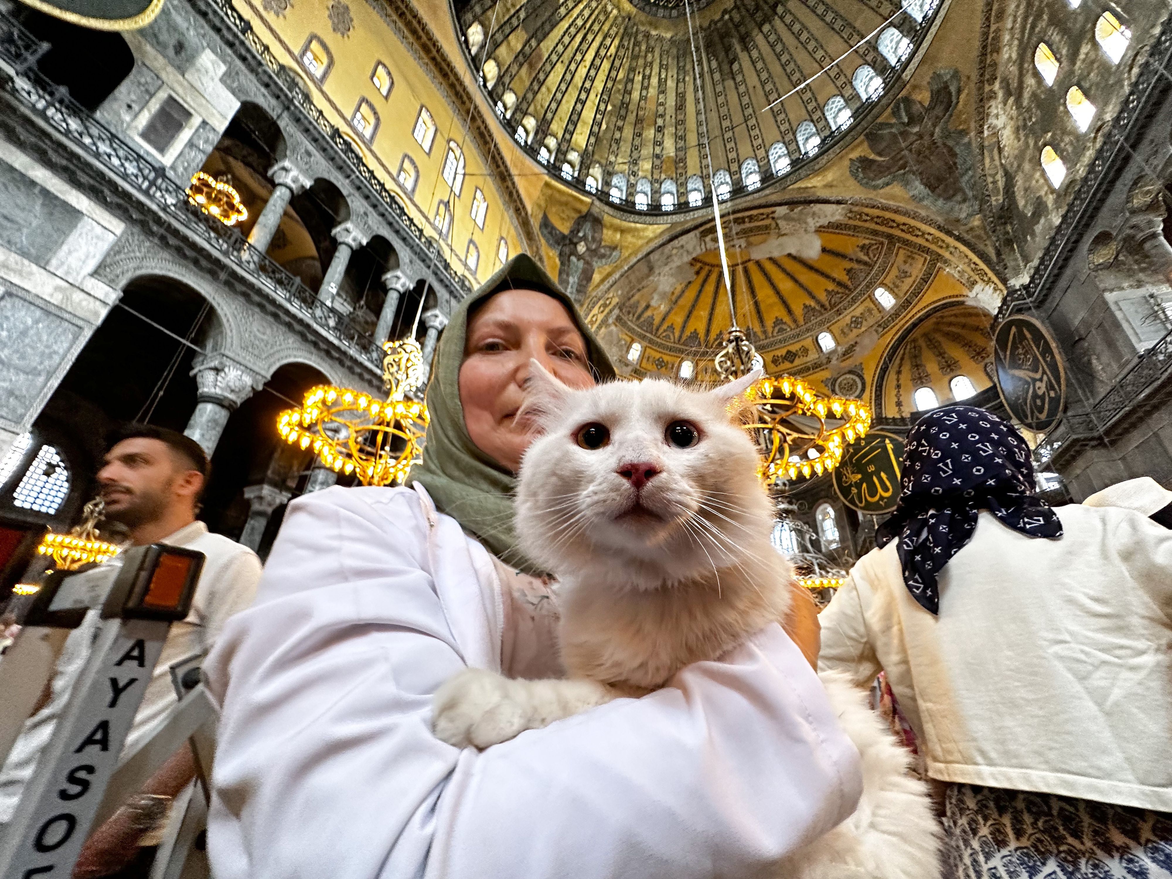 Cats on Landmarks 2