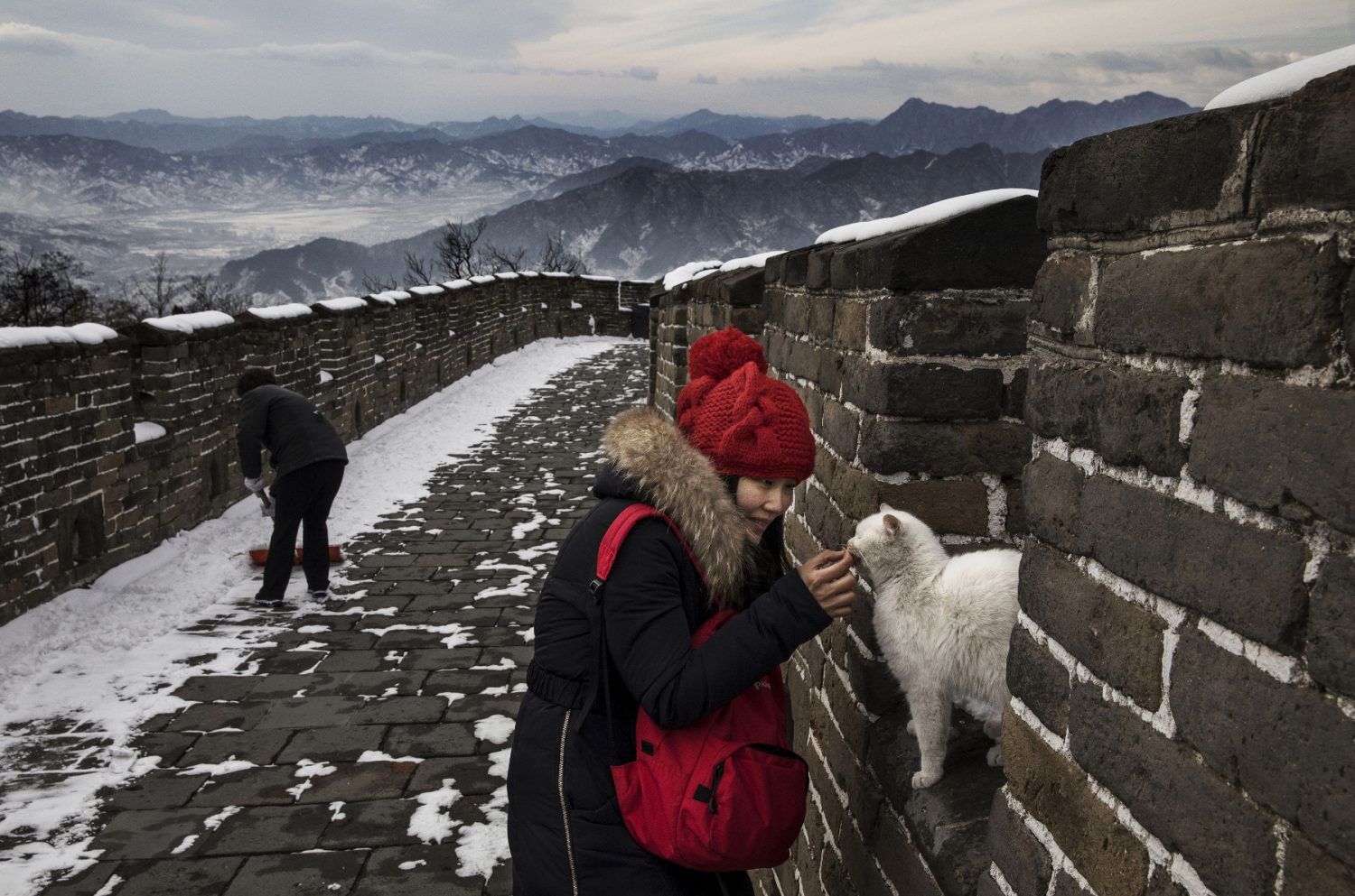 Cats on landmarks