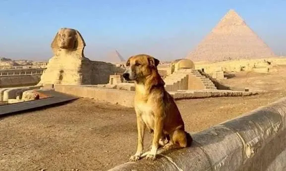Simge yapıların üzerindeki köpekler