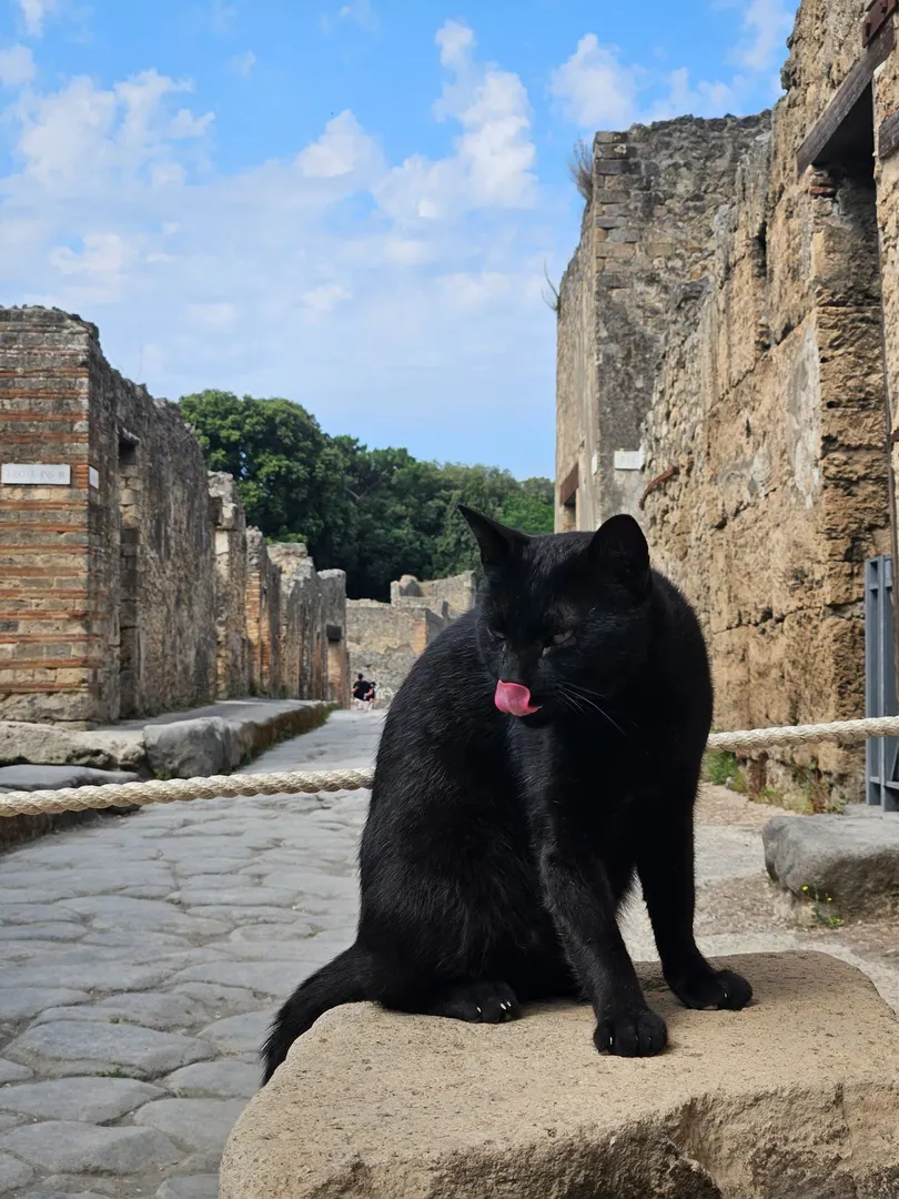 Cats in Countries 2