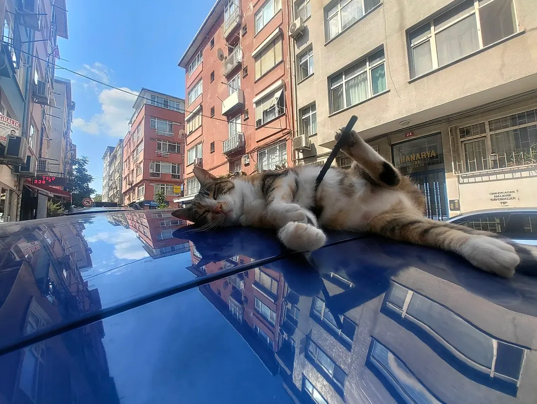 CatGuessr2