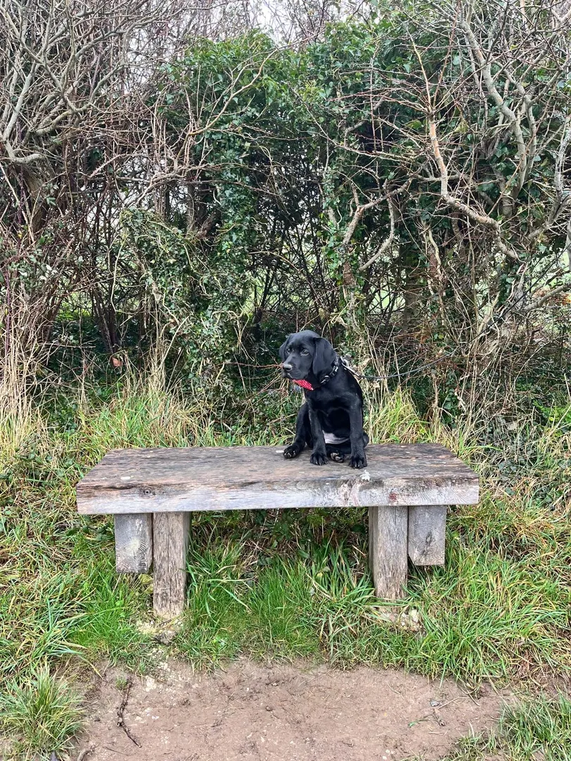 Doggyguessr