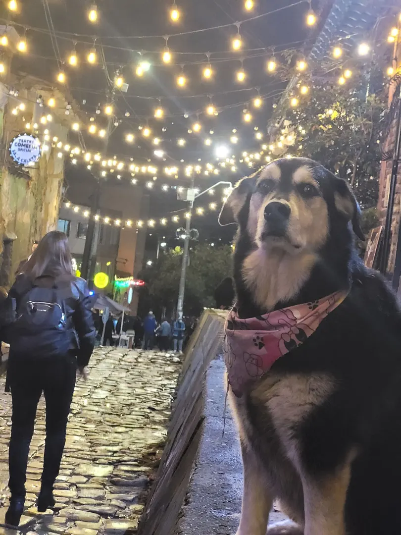 Dogs of the World
