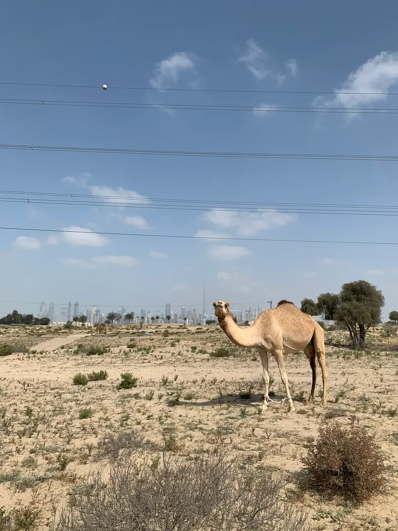 Émirats arabes unis
