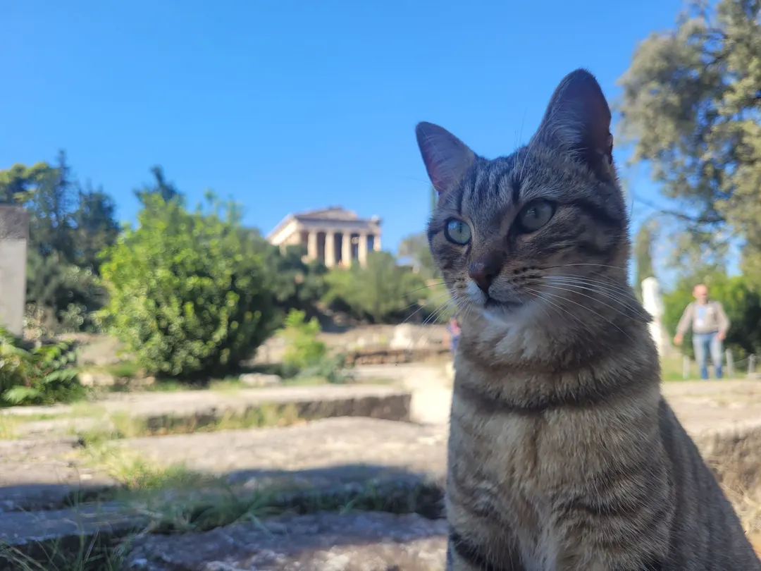 Cats in Countries