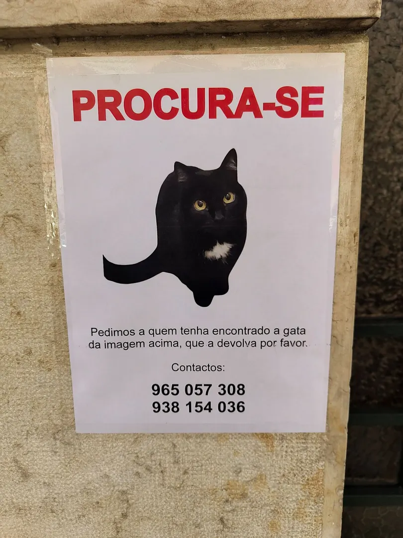 CatGuessr3