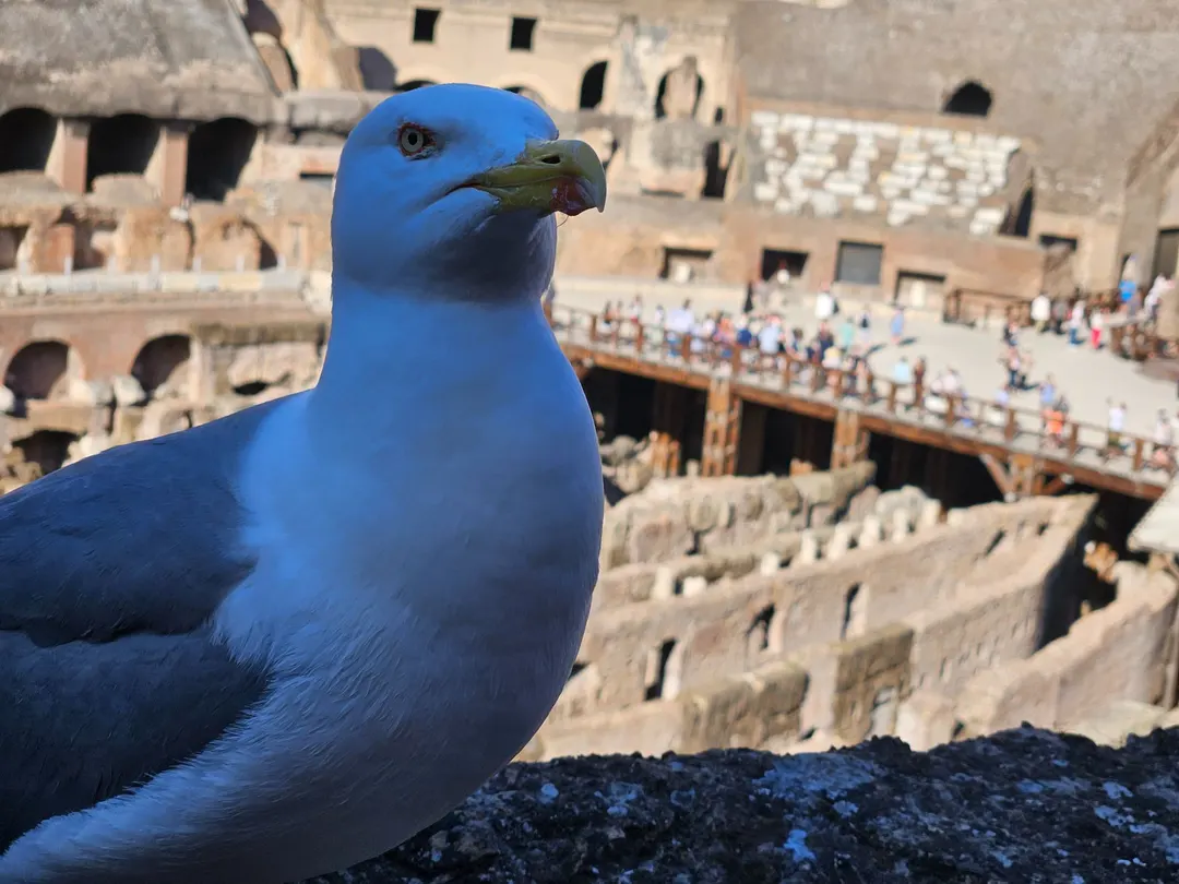 Birds beyond Borders
