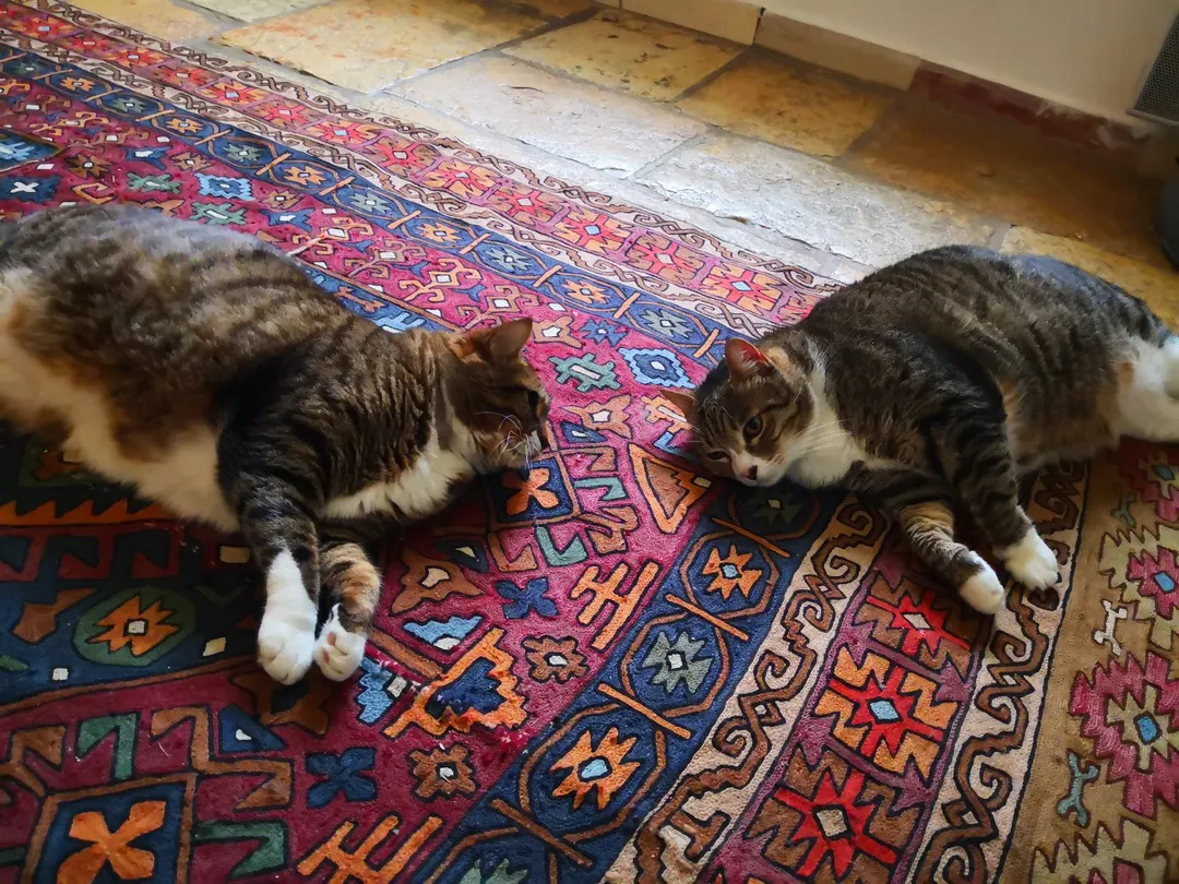 Catguessr1